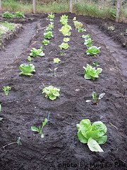 Rows Of Lettuce