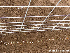 Planted Pea Seeds