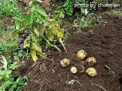 dug potatoes