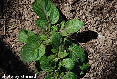 potato plant seedling
