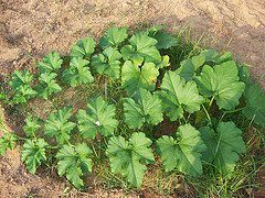 Growing Pumpkin Plant