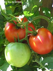 Red And Green Tomatoes On Vine