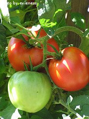 red and green tomatoes on vine