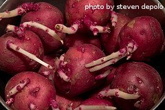 seed potatoes