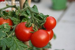 Red Cherry Tomatoes On Vine