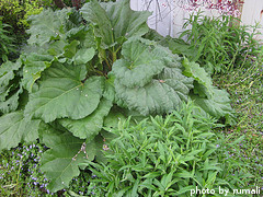 Rhubarb Plant