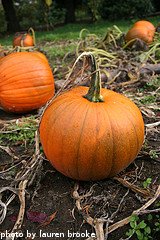 Curing Pumpkins In Field