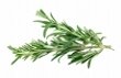 watering and fertilizing rosemary