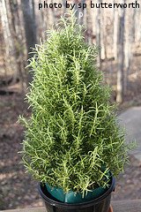 Rosemary Bush Planted In Container