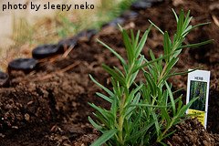 Planted Rosemary Seedling