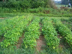 Rows Of Green Beans