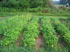 Rows Of Green Beans