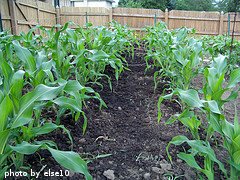 rows of sweet corn