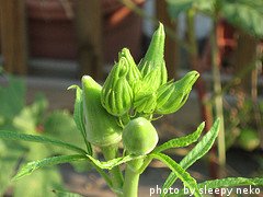 Baby Okra