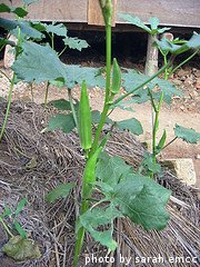 Single Growing Okra Plant