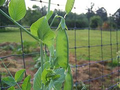 Growing Snow Peas On Vine