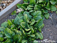 spinach plants growing