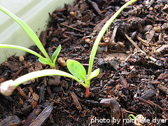 spinach seedling