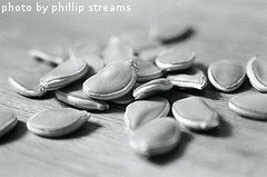 butternut squash seeds