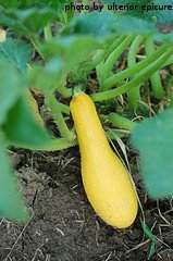 Yellow Summer Squash On Vine