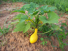 Yellow Squash On Vine