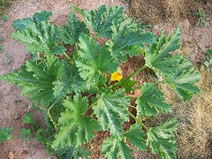 Mature Summer Squash Plant