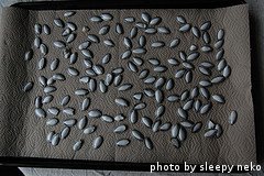 drying zucchini seeds