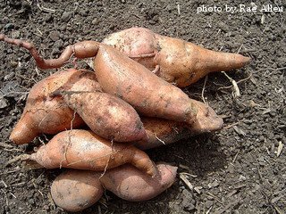 harvested sweet potatoes