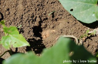 sweet potato plants