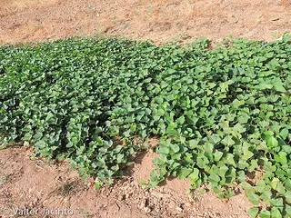 sweet potato vines