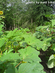 Okra Patch