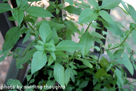 Thai Basil