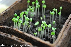 Tiny Basil Seedlings
