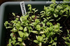 Cilantro Seedlings