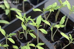 Growing Tomatoes From Seed