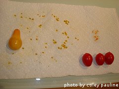 tomato seeds drying