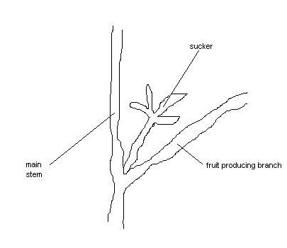 How to Prune Tomato Plant Diagram