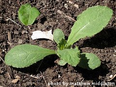 Transplanted Cabbage Seedling