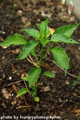 Transplanted Pepper Seedling