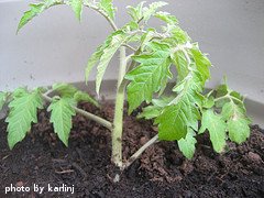 Tomato Plant Seedling