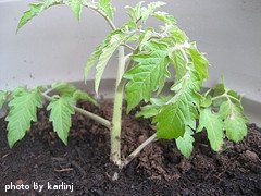 Transplanted Tomato Seedling