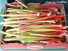 Harvested Rhubarb Stalks