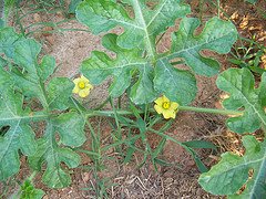 Watermelon Blossoms