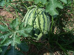 watermelon on vine