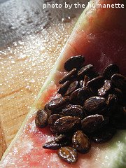 watermelon seeds