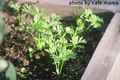 Young Carrot Tops