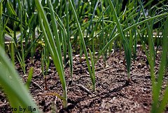 Growing Onion Plants