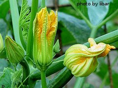 Summer Squash Blossoms