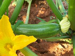 Zucchini Squash Growing On Vine