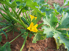 Zucchini Plants